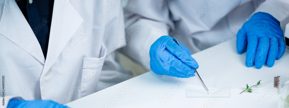 Scientist picking up a plants or seaweed tissue. Concept of botanical, chemistry, ecology and biology laboratory. Environmental and sustainability green energy experiment research. Medical glassware Scientist picking up a plants or seaweed tissue. Concept of botanical, chemistry, ecology and biology laboratory. Environmental and sustainability green energy experiment research. Medical glassware