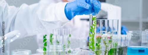 Scientist picking up sample plants in test tube. Concept of botanical, chemistry, ecology and biology laboratory. Environmental and sustainability green energy experiment research. Medical glassware