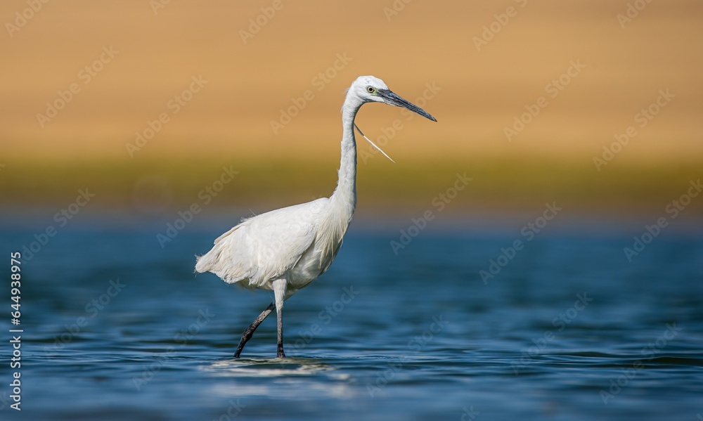Little Egret (Egretta garzetta) is a very good fisherman. It lives near lakes and rivers. It is a common species in Asia and Europe.