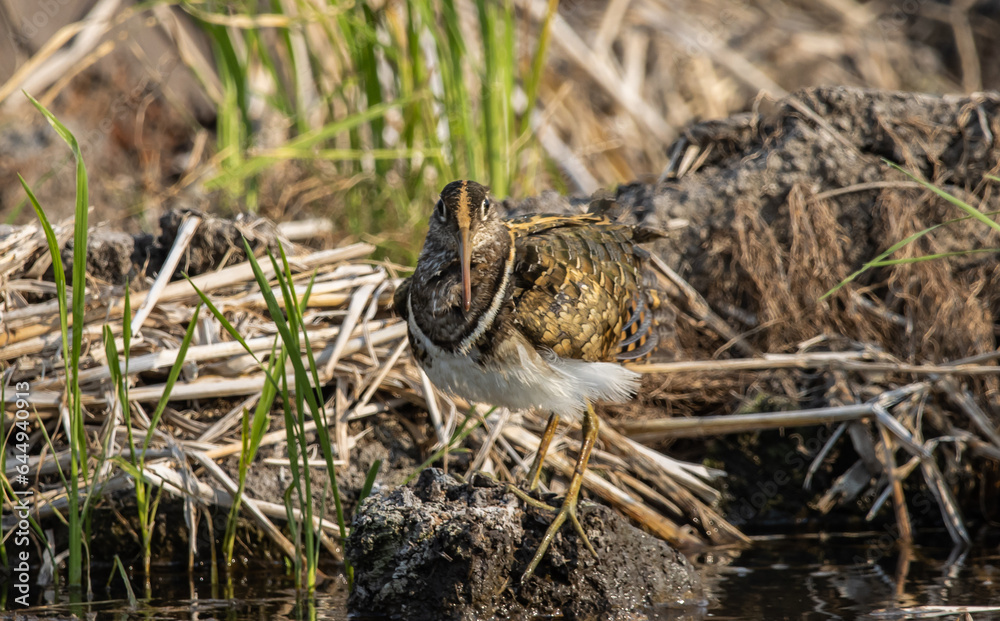 greater painted-snipe on the ground close up shot ( Animal portrait ). greater painted-snipe on the ground close up shot ( Animal portrait ).