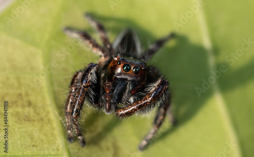 Jumping spiders animal portrait close up shot. © photonewman