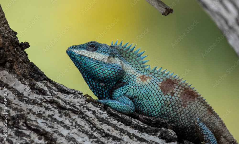 Fototapeta premium Siamese blue crested lizard on tree close up shot.