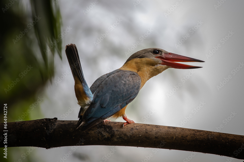 Fototapeta premium Stork-billed Kingfisher on the branch tree.