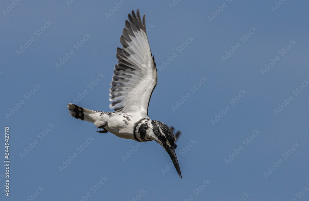 Pied Kingfisher hopping in the air looking for fish in the river. Pied Kingfisher hopping in the air looking for fish in the river.