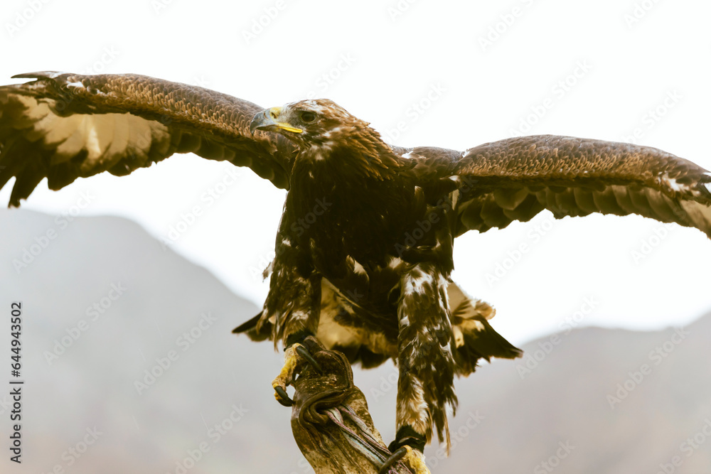 Golden eagle hunting in Kyrgyzstan Golden eagle hunting in Kyrgyzstan