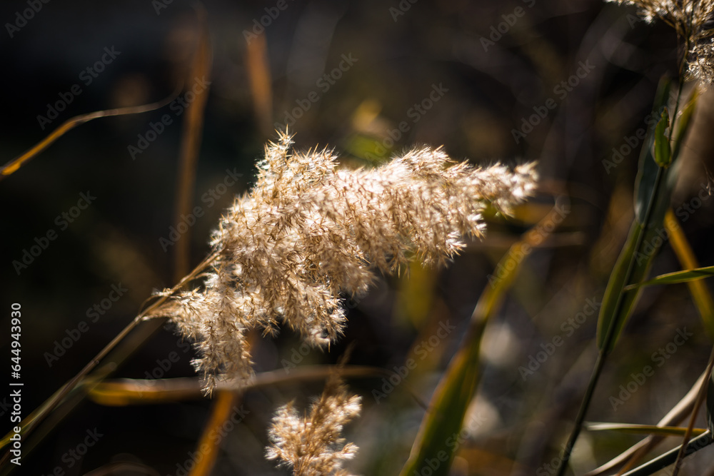 Obraz premium vista de la flor de planta llamada junco.