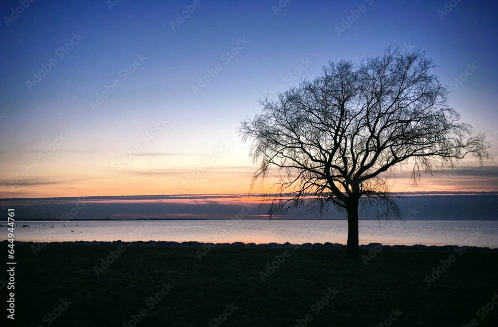 Tree on the beach during sunset in Harjumaa, Estonia, April 2019 Tree on the beach during sunset in Harjumaa, Estonia, April 2019
