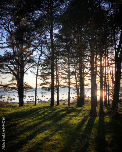 Sunset in the forest in Harjumaa  Estonia  April 2019