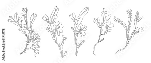 Set of edible seaweed fucus or bladder wrack in line style.  Vector illustration