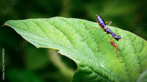 Odontomantis planiceps - Asian ant mantis family of Hymenopodidae.