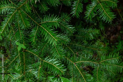 spruce green leaves  full frame. Dark photo
