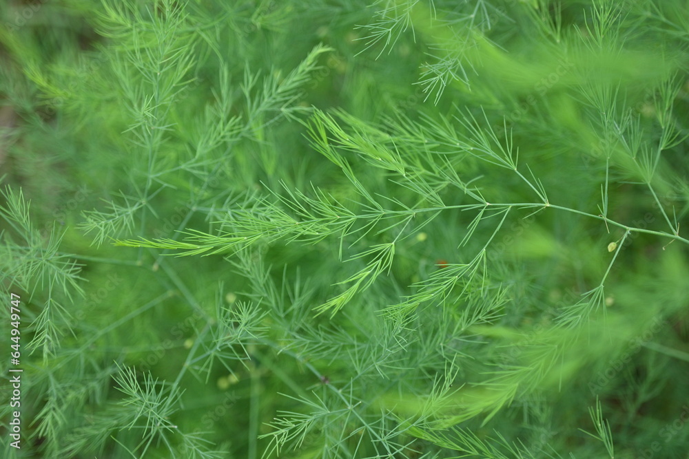 gradient of green color, texture of asparagus branches, green natural background, steady development of the psyche gradient of green color, texture of asparagus branches, green natural background, steady development of the psyche