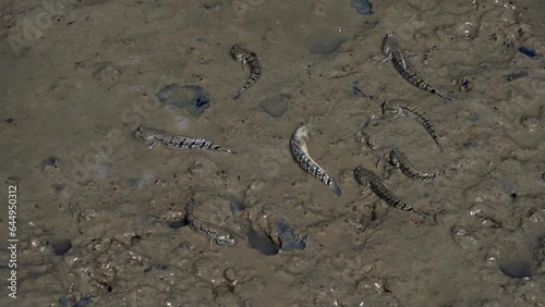 A group of mudskippers crawling on muddy water on sunny day.  photo
