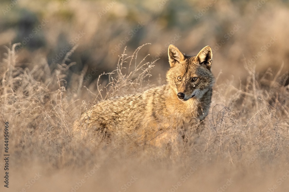 Golden jackal, Canis aureus in natural habitat Golden jackal, Canis aureus in natural habitat