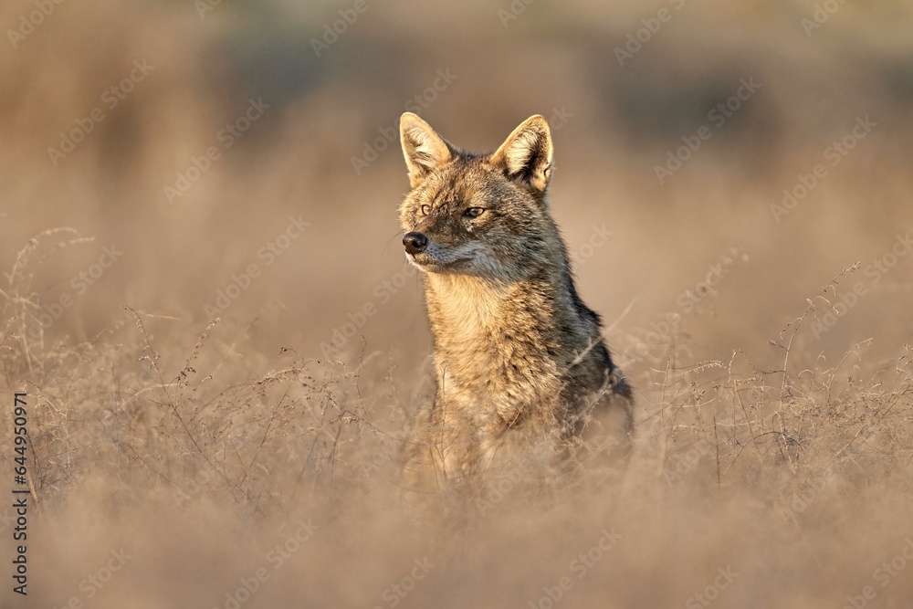 Golden jackal, Canis aureus in natural habitat Golden jackal, Canis aureus in natural habitat