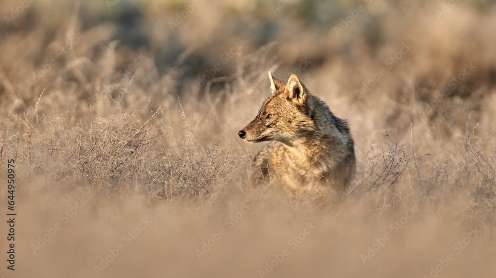 Golden jackal, Canis aureus in natural habitat