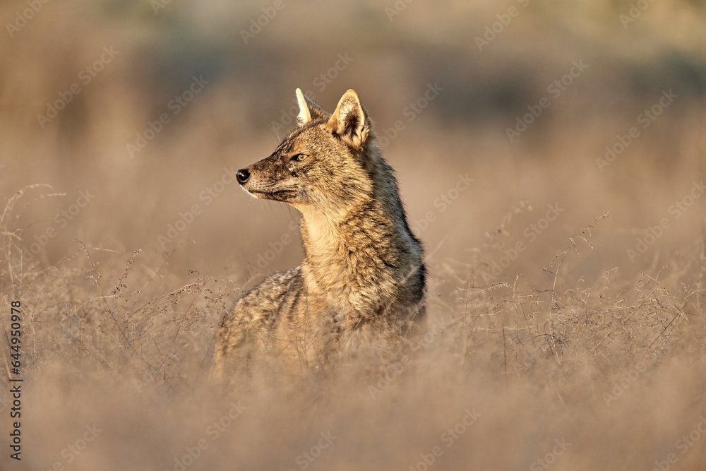 Obraz premium Golden jackal, Canis aureus in natural habitat