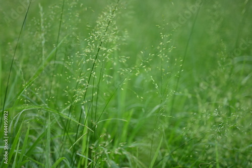 juicy green summer grass in the meadow, succulent green cereal plants in the field, tender green meadow spikelets, grass texture background, close-up spikelets moving in the wind 