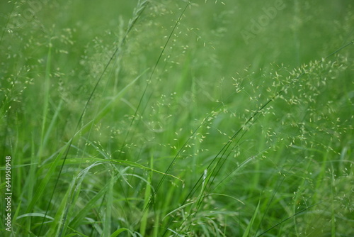 juicy green summer grass in the meadow, succulent green cereal plants in the field, tender green meadow spikelets, grass texture background, close-up spikelets moving in the wind 