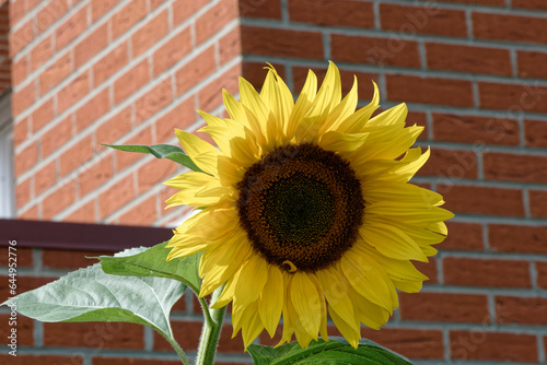 Belle fleur soleil de Tournesol. photo