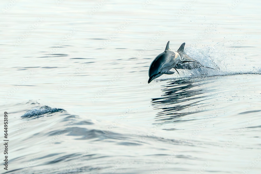 Obraz premium striped dolphins jumping wild and free striped dolphin, Stenella coeruleoalba, in the coast of Genoa, Ligurian Sea, Italy at sunset