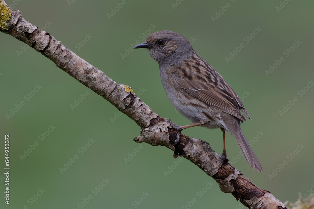 Dunnock (Prunella modularis) on a branch Dunnock (Prunella modularis) on a branch
