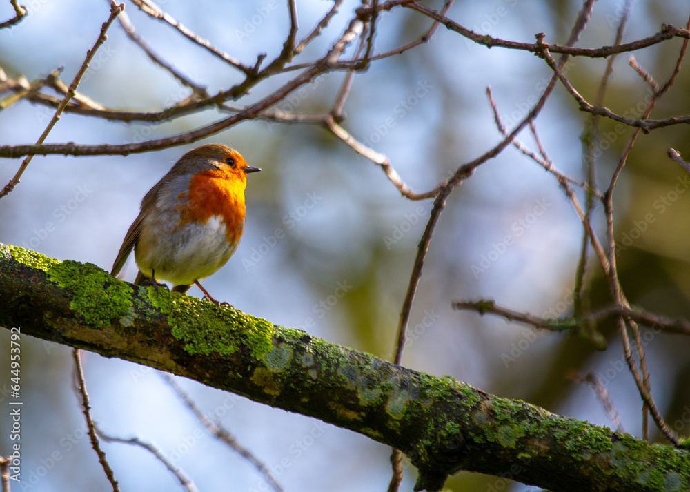 The European Robin (Erithacus rubecula), a symbol of joy in Europe, is a small bird with a red breast. Spotted in Dublin, Ireland. The European Robin (Erithacus rubecula), a symbol of joy in Europe, is a small bird with a red breast. Spotted in Dublin, Ireland.
