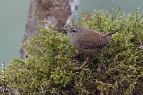 Wallpaper Mural Eurasian Wren (Troglodyetes troglodytes) on a branch Torontodigital.ca