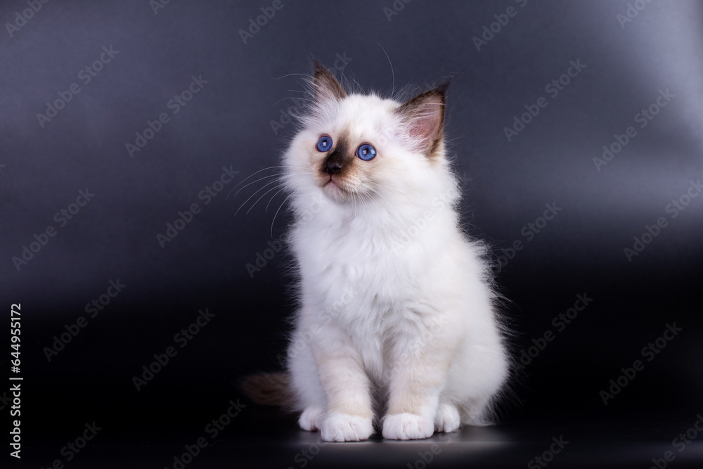 Naklejka premium Sacred Birman kitten, birma on a black background