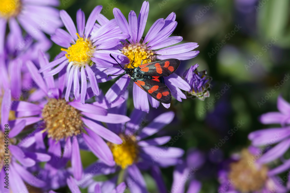 Six-spot Burnet (Zygaena filipendulae) sitting on a pink daisy in Zurich, Switzerland Six-spot Burnet (Zygaena filipendulae) sitting on a pink daisy in Zurich, Switzerland