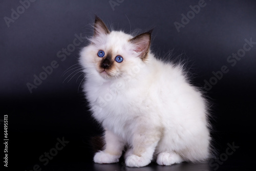 Sacred Birman kitten, birma on a black background