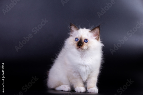 Sacred Birman kitten, birma on a black background