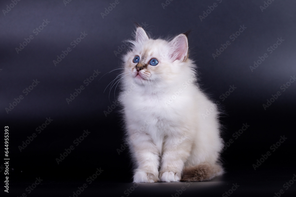 Sacred Birman kitten, birma on a black background