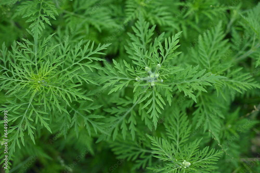 green branches of ragweed, flowers that cause allergies, allergen, blooming ragweed, green ragweed branches close-up, texture of ragweed leaves green branches of ragweed, flowers that cause allergies, allergen, blooming ragweed, green ragweed branches close-up, texture of ragweed leaves