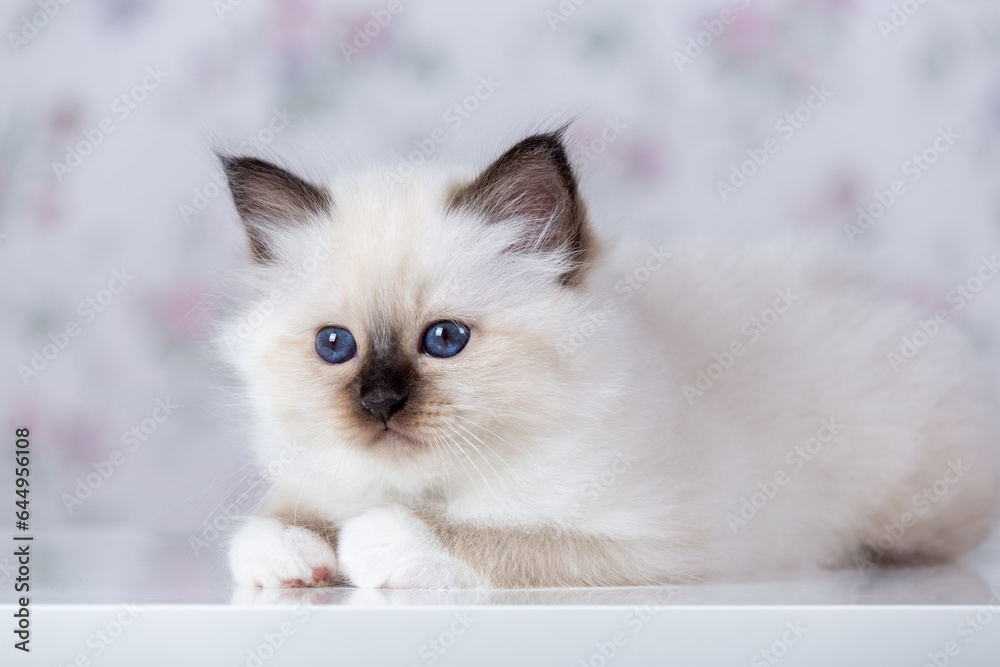Fototapeta premium Sacred Birman kitten, birma on a light background