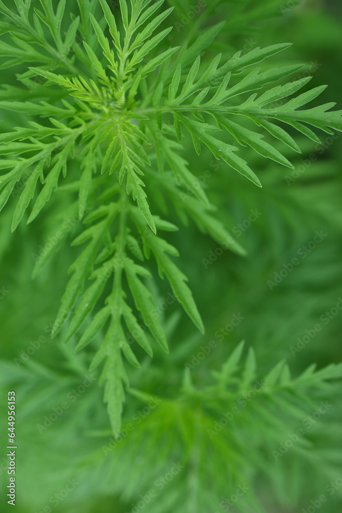 green leaves of ragweed close-up, green branches of ragweed photo from above green leaves of ragweed close-up, green branches of ragweed photo from above