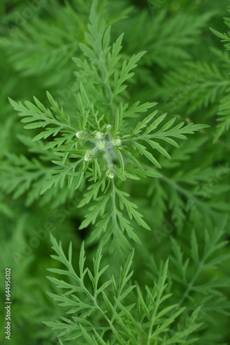 green branches of ragweed  flowers that cause allergies  allergen  blooming ragweed  green ragweed branches close-up  texture of ragweed leaves