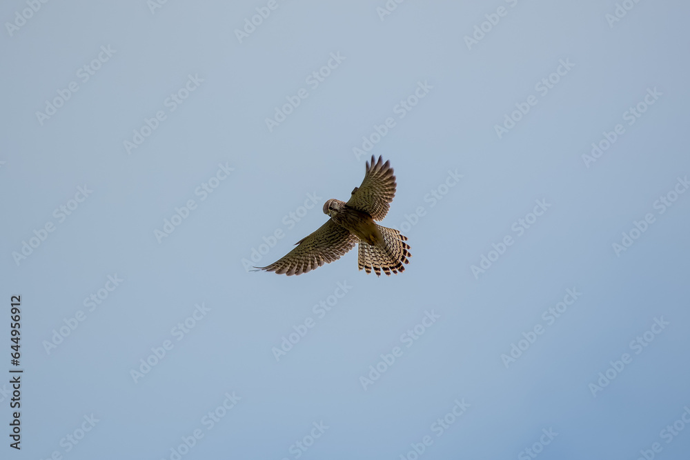 Fototapeta premium kestrel a bird of prey species belonging to the kestrel group of the falcon family hovering in the sky