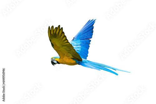 Blue and yellow macaw isolated in flight 