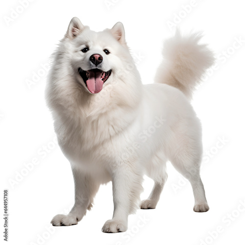 White samoyed pomerarian dog isolated photo