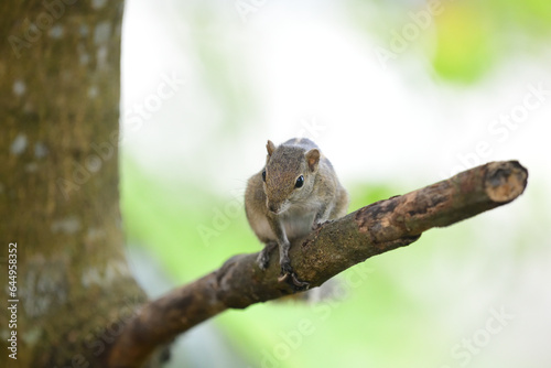 A slender squirrel sits on a tree branch, its tail wrapped around its body. Its fur is brown color with light stripes on its back.
