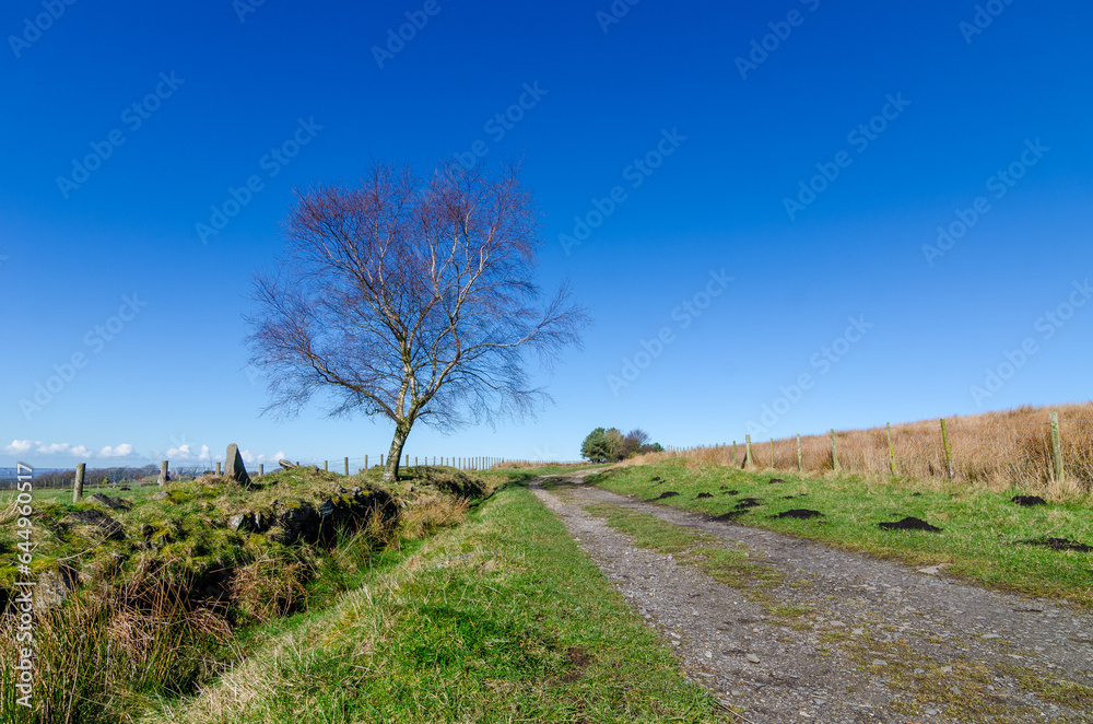Farm track and bare tree in early Springtime at Anglezarke Lancashire