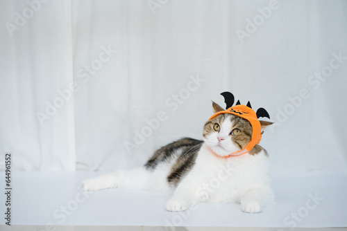 cat with halloween costume concept during play toy
