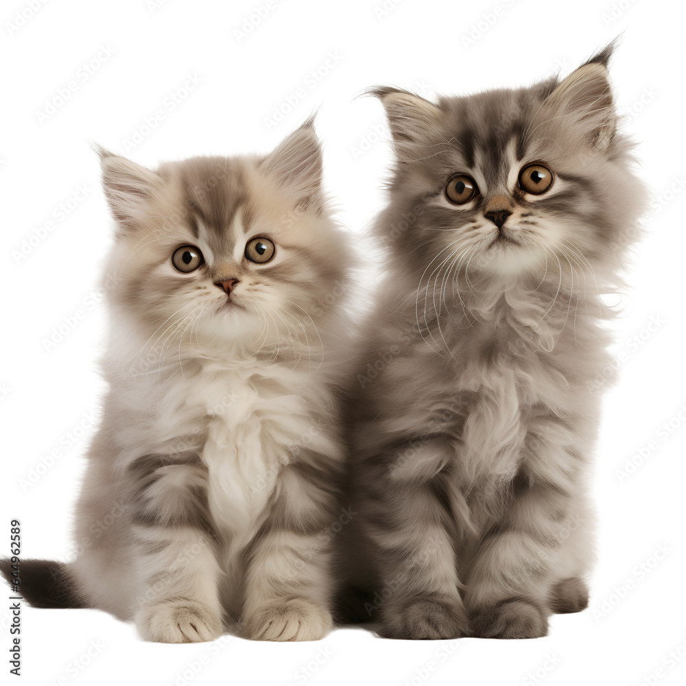 group of playful kittens isolated group of playful kittens isolated