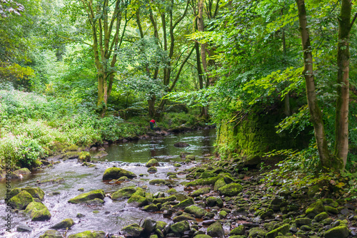 Fototapeta Naklejka Na Ścianę i Meble -  stream in the forest