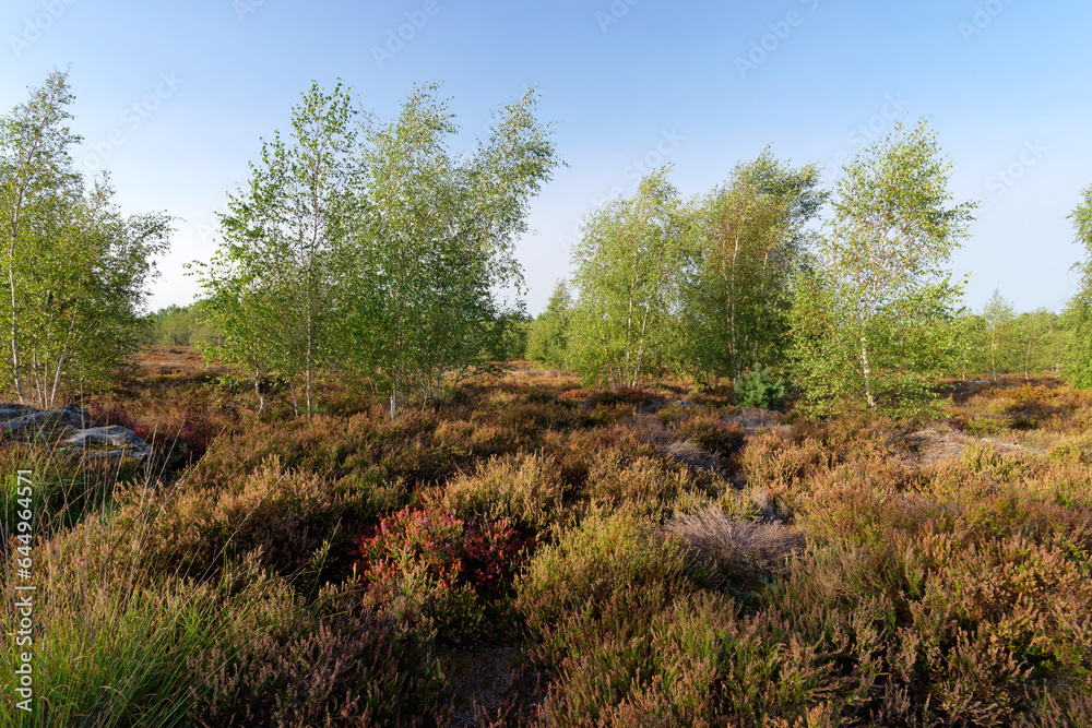 Coquibus heather land in Fontainebleau forest 