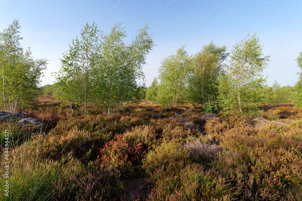 Coquibus heather land in Fontainebleau forest Coquibus heather land in Fontainebleau forest