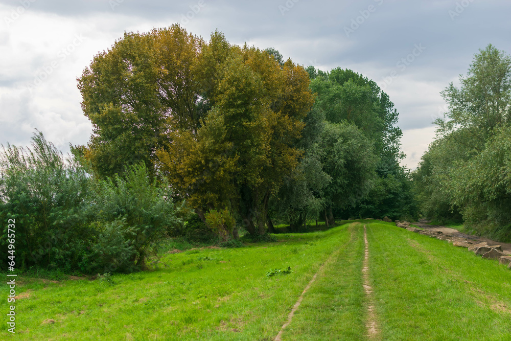 road in the forest