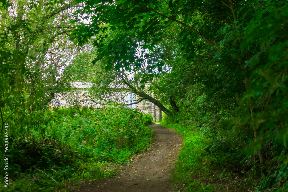 path in the forest