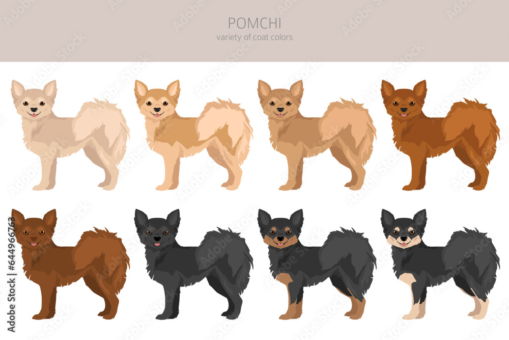 Pomchi clipart. Pomeranian Chihuahua mix. Different coat colors set Pomchi clipart. Pomeranian Chihuahua mix. Different coat colors set